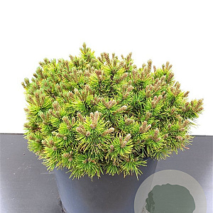 Pinus mugo 'Ophir' 40-45 cm 15L bol