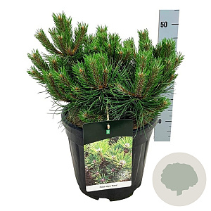 Pinus nigra 'Nana' 40-50 cm 30L extra