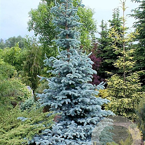Picea pungens 'Hoopsii' 40-50 cm 6,5L