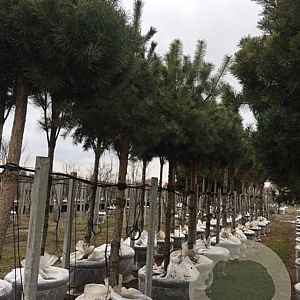Pinus sylvestris 100 cm stam cont. 180L kroon 90-100
