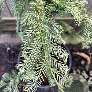 Sequoia sempervirens 'Silver Ghost' 175-200 cm cont. 55L extra