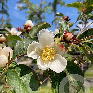 Stewartia pseudocamellia 100-125 cm 30L extra