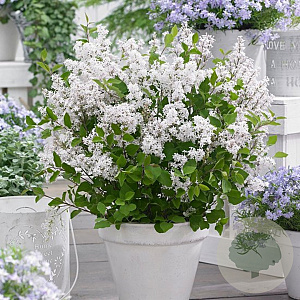 Syringa meyeri Flowerfesta White 80 cm stam 15L