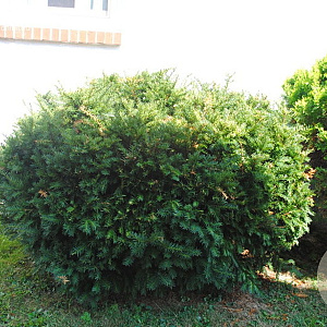 Taxus media 'Brownii' 125-150 cm cont. 110L