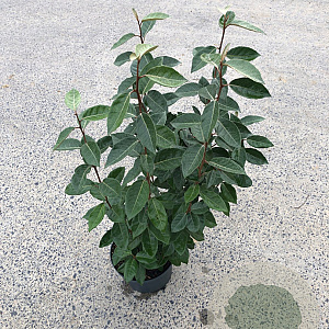 Elaeagnus ebbingei 60-80 cm 5,0L