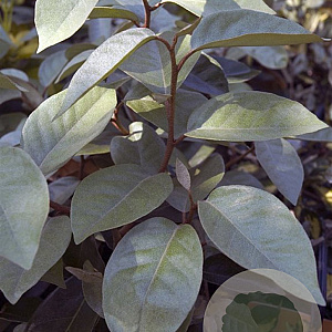 Elaeagnus ebbingei 60-80 cm 5,0L
