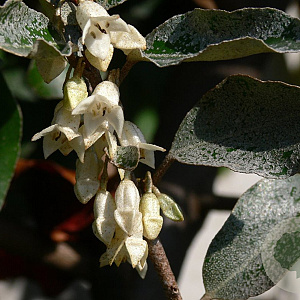 Elaeagnus ebbingei 60-80 cm 5,0L