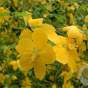 Kerria jap. 'Pleniflora' 40-60 cm wortelgoed 0/1/1 2-3 tak
