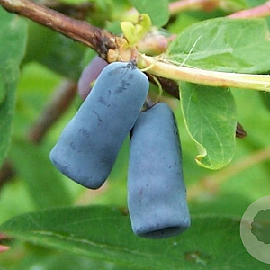 Lonicera caerulea 30-50 cm wortelgoed 0/1/1 2-3 tak