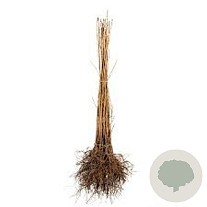 Prunus avium 30-50 cm wortelgoed 1/0 