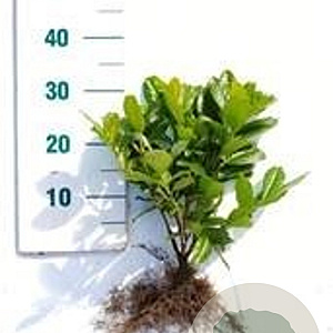 Prunus l. 'Novita' 40-60 cm wortelgoed 0/2 3 tak