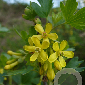 Ribes aureum 50-80 cm wortelgoed 0/1 2 tak plus