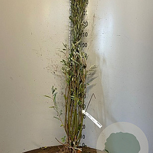 Salix alba 175-200 cm wortelgoed