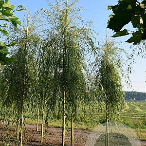 Salix alba Tristis 150-175 cm wortelgoed