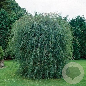 Salix purpurea 'Pendula' 40-60 cm wortelgoed 0/1/0 2 tak