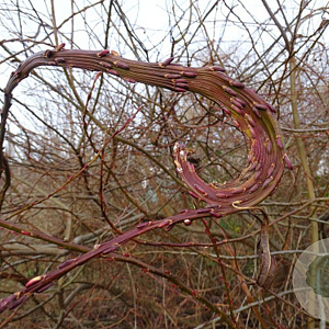 Salix udensis 'Sekka' 60-80 cm wortelgoed 0/1