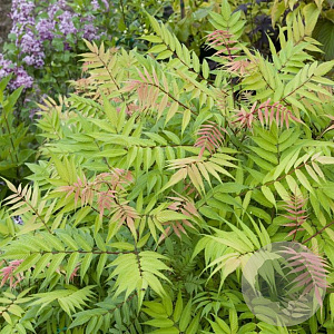Sorbaria sorbifolia 40-60 cm wortelgoed 1/1