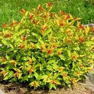 Spiraea jap. 'Goldflame' 30-50 cm wortelgoed 0/2 3 tak