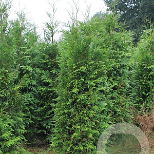 Thuja plicata 20-30 cm wortelgoed 1/1