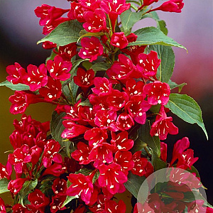 Weigela 'Red Prince' 40-60 cm wortelgoed 0/1