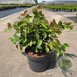 Amelanchier lamarckii 40-50 cm 10L