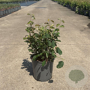 Amelanchier spicata 50-60 cm 6,5L