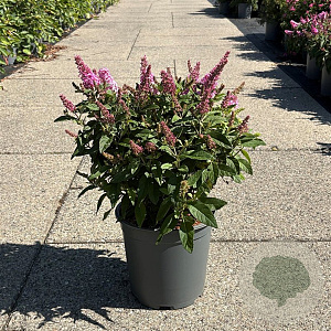 Buddleja d. B. Candy Little Pink 30-40 cm 6,5L