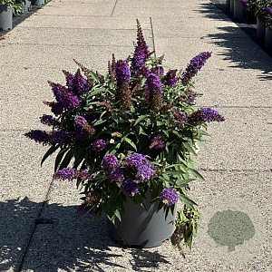 Buddleja d. B. Candy Little Purple 30-40 cm 6,5L
