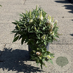 Buddleja d. B. Candy Little White 30-40 cm 6,5L