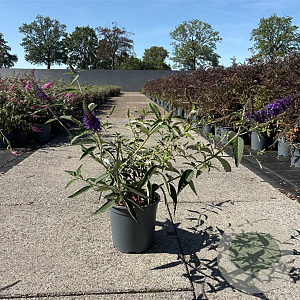 Buddleja d. 'Empire Blue' 30-40 cm 6,5L
