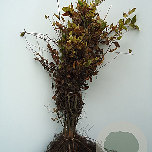 Carpinus betulus 60-100 cm wortelgoed 1/2 autochtoon