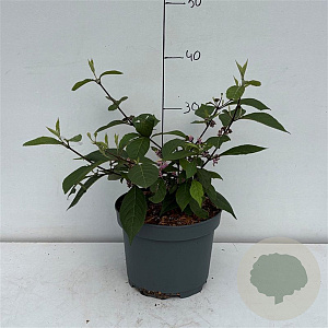 Callicarpa bod. 'Profusion' 30-40 cm 3,5L