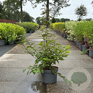 Callicarpa bod. 'Profusion' 80-100 cm 10L