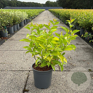 Cornus alba 'Aurea' 50-60 cm 6,5L