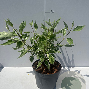 Cornus alba 'Elegantissima' 40-50 cm 3,5L