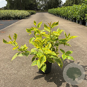 Cornus alba 'Gouchaultii' 40-50 cm 3,5L