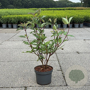 Cornus alba 'Kesselringii' 40-50 cm 3,5L