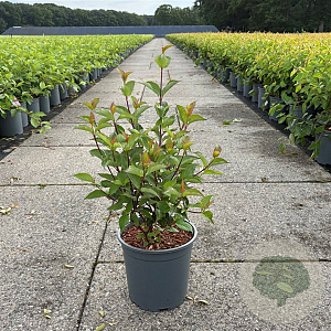 Cornus alba 'Kesselringii' 50-60 cm 6,5L