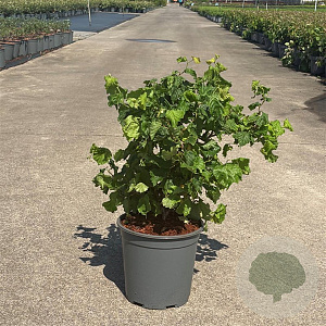 Corylus a. Medusa 50-60 cm 6,5L