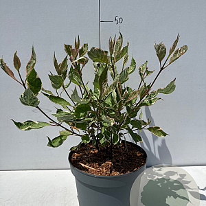 Cornus alba Miracle 40-50 cm 3,5L