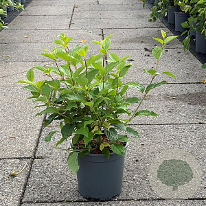 Cornus alba 'Sibirica' 50-60 cm 6,5L