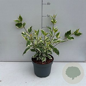 Cornus alba 'Sibirica Variegata' 40-50 cm 3,5L