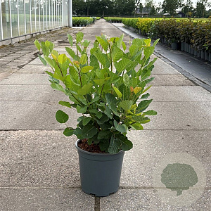 Cotinus coggygria 50-60 cm 6,5L