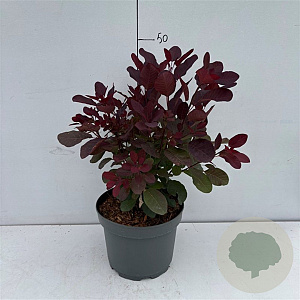 Cotinus cog. 'Royal Purple' 40-50 cm 3,5L