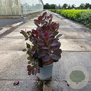 Cotinus cog. 'Royal Purple' 50-60 cm 6,5L