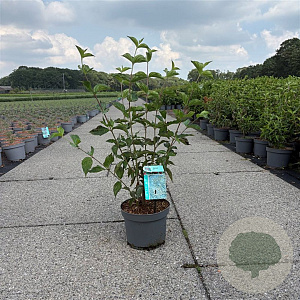 Cornus mas 40-50 cm 3,5L