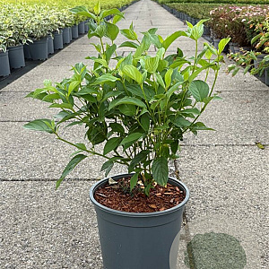 Cornus sericea 'Flaviramea' 50-60 cm 6,5L