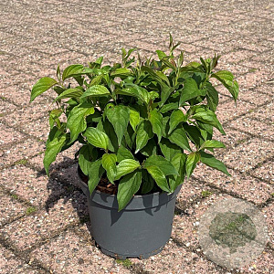 Cornus sericea 'Kelseyi' 20-30 cm 3,5L