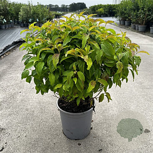 Cornus sericea 'Kelseyi' 50-60 cm 6,5L