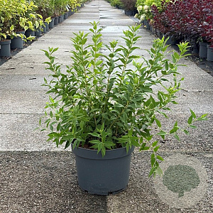 Deutzia gracilis 40-50 cm 10L